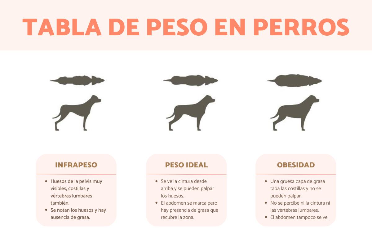 Sobrepeso y obesidad en perros - Síntomas, consecuencias y tratamiento
