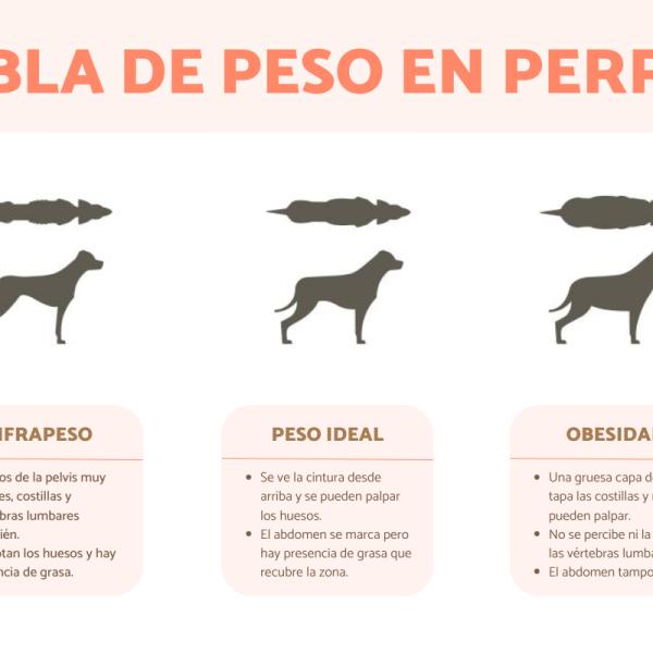 mi cachorro está ganando demasiado peso
