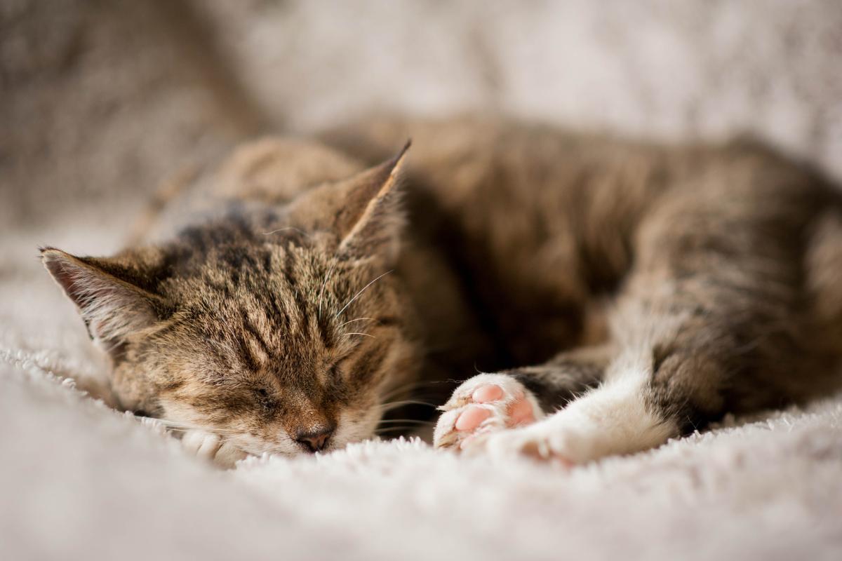 ¿Cómo dormir a un gato en 10 segundos?