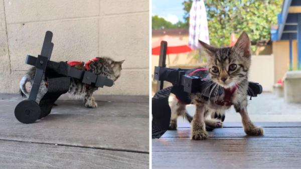Un gatito llegó a un refugio sin poder ponerse en pie y le hicieron una silla de ruedas con cartón y coches de juguete: la emotiva historia de Gelato - El apoyo recibido hizo posible el cambio: de una silla casera a una silla de ruedas impresa en 3D
