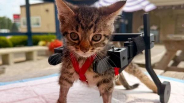 Un gatito llegó a un refugio sin poder ponerse en pie y le hicieron una silla de ruedas con cartón y coches de juguete: la emotiva historia de Gelato - Muchas veces, ayudar empieza por compartir una historia