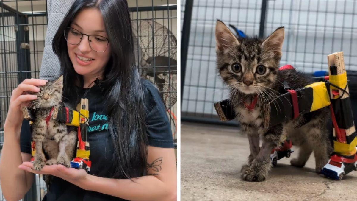 Un gatito llegó a un refugio sin poder ponerse en pie y le hicieron una silla de ruedas con cartón y coches de juguete: la emotiva historia de Gelato