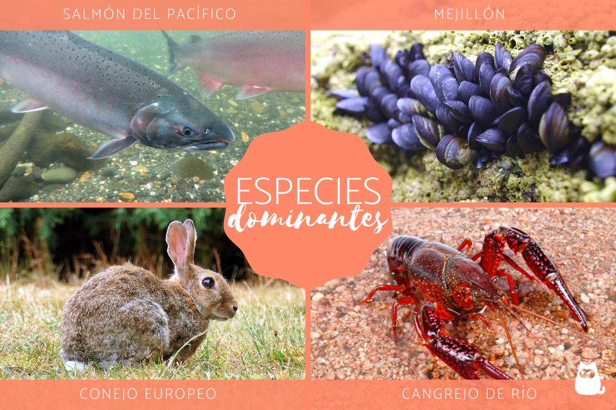 Especies dominantes: definición y ejemplos