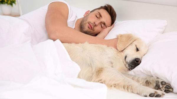 Dormir con tu perro puede decir más de lo que imaginas sobre vuestra relación - Los perros duermen en manada