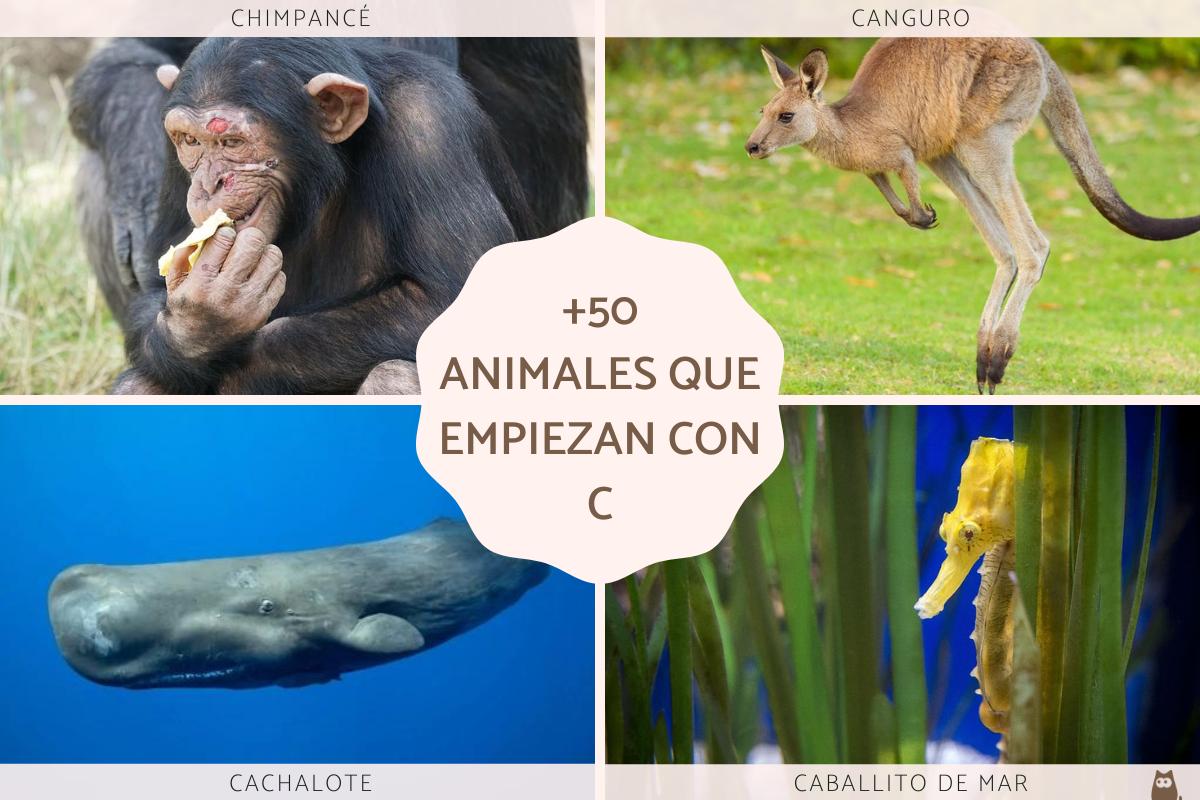Animales que empiezan por C