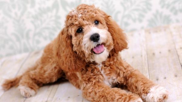 Un estudio cuestiona el mito de los perros doodle: pueden tener más problemas de comportamiento que los de raza pura - El auge de los ‘designer dogs’: ¿moda o responsabilidad?