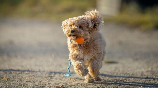 Un estudio cuestiona el mito de los perros doodle: pueden tener más problemas de comportamiento que los de raza pura - Estudio revela diferencias de conducta entre estos perros híbridos y sus razas parentales
