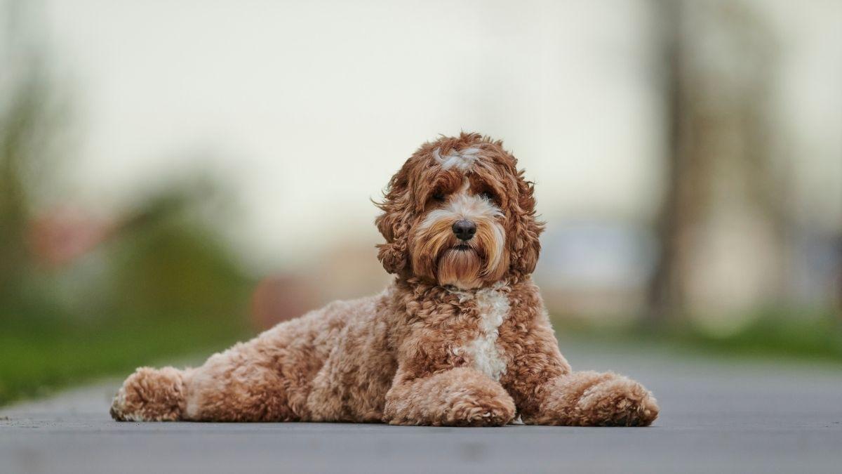 Un estudio cuestiona el mito de los perros doodle: pueden tener más problemas de comportamiento que los de raza pura