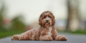 Un estudio cuestiona el mito de los perros doodle: pueden tener más problemas de comportamiento que los de raza pura