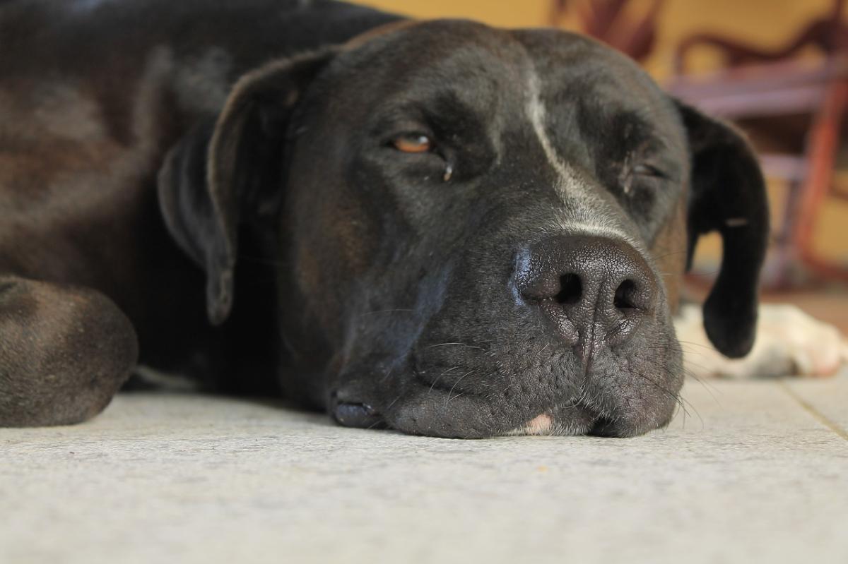 Cálculos renales en perros - Síntomas y tratamiento