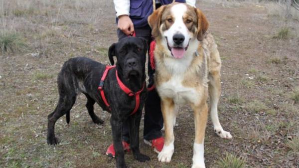 Madrid da un paso clave por los animales abandonados: amplía su centro de acogida con más plazas y mejores condiciones - Más eficiencia y seguridad en el centro