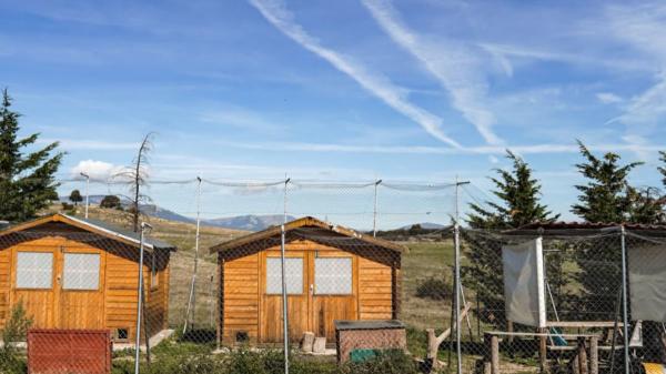 Madrid da un paso clave por los animales abandonados: amplía su centro de acogida con más plazas y mejores condiciones - Más plazas para resolver un problema estructural
