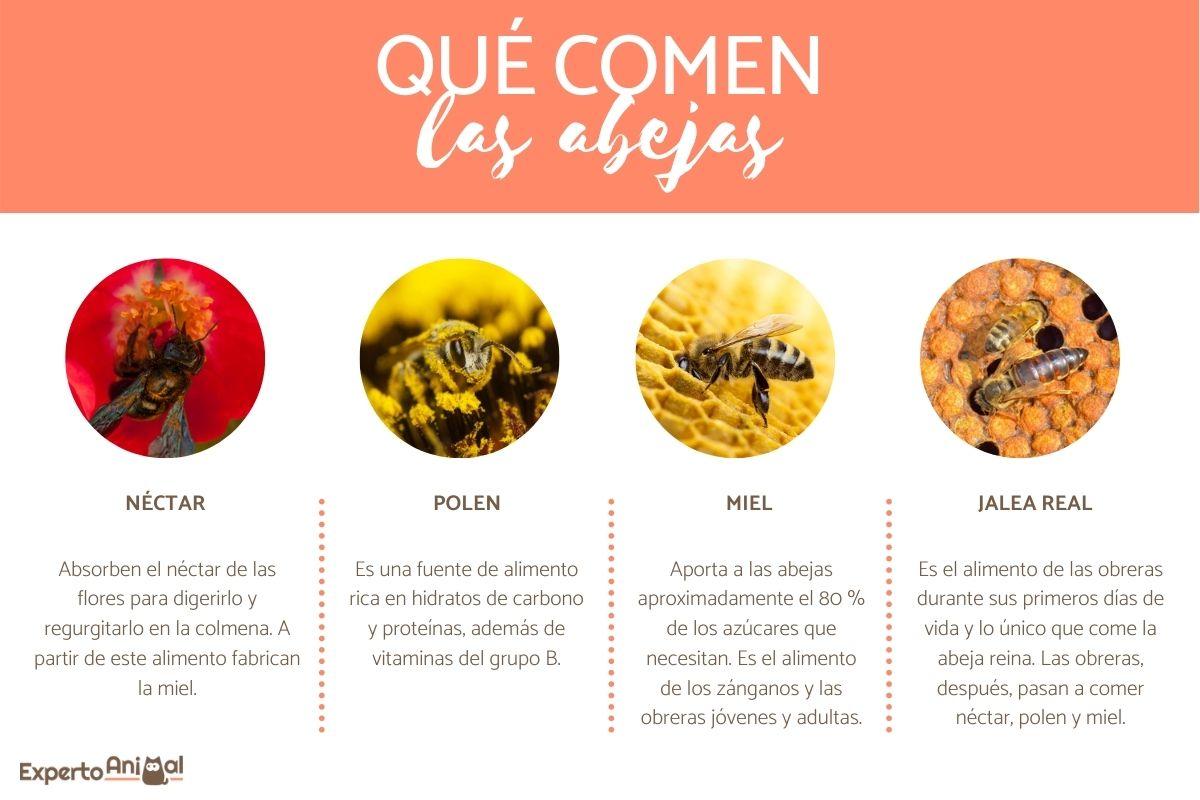 ¿Qué comen las abejas?