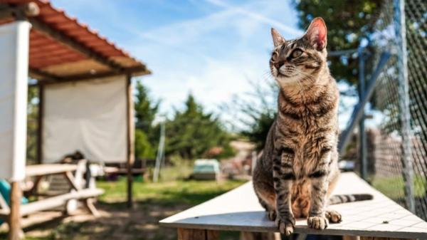Madrid da un paso clave por los animales abandonados: amplía su centro de acogida con más plazas y mejores condiciones - Un centro con más de dos décadas de actividad