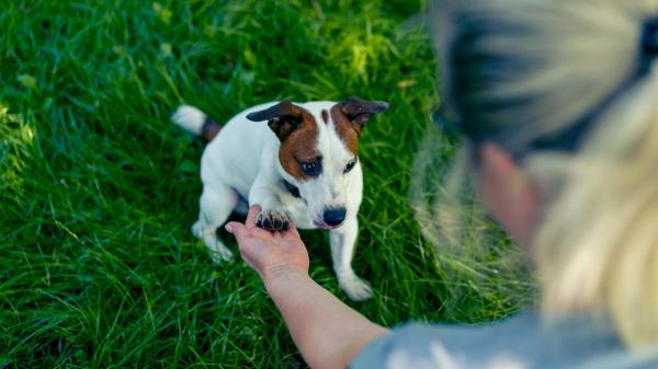 México transforma la adopción: los perros eligen a su familia en un nuevo sistema que busca reducir el abandono - Así es la adopción donde el perro decide con quién quiere vivir