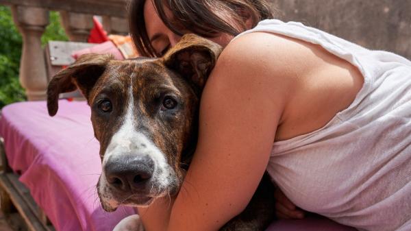 México transforma la adopción: los perros eligen a su familia en un nuevo sistema que busca reducir el abandono - De las vías del metro a un hogar: el papel clave del Metro CDMX en PetFest 2026