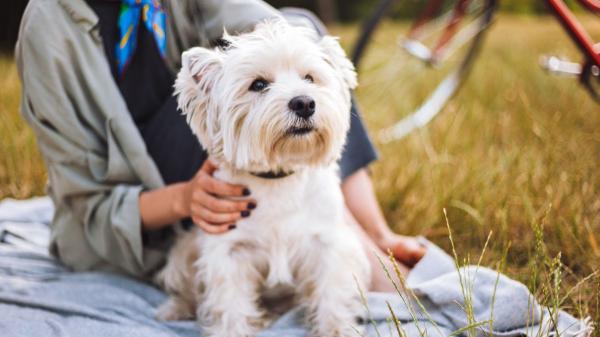 México transforma la adopción: los perros eligen a su familia en un nuevo sistema que busca reducir el abandono - La ciencia explica por qué el vínculo entre perros y humanos es tan profundo