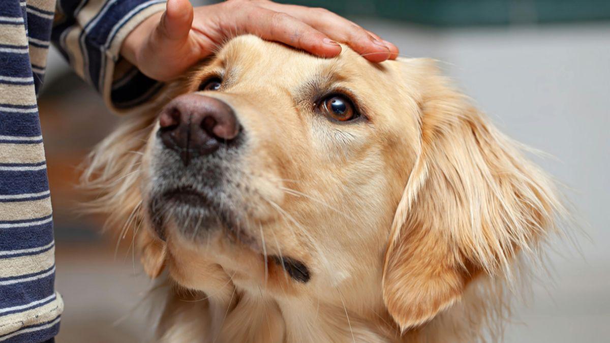 México transforma la adopción: los perros eligen a su familia en un nuevo sistema que busca reducir el abandono
