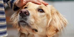 México transforma la adopción: los perros eligen a su familia en un nuevo sistema que busca reducir el abandono