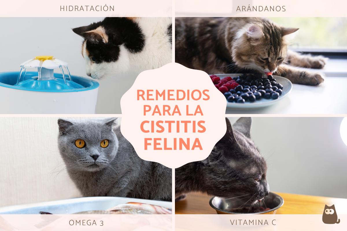 Remedios naturales para la cistitis en gatos