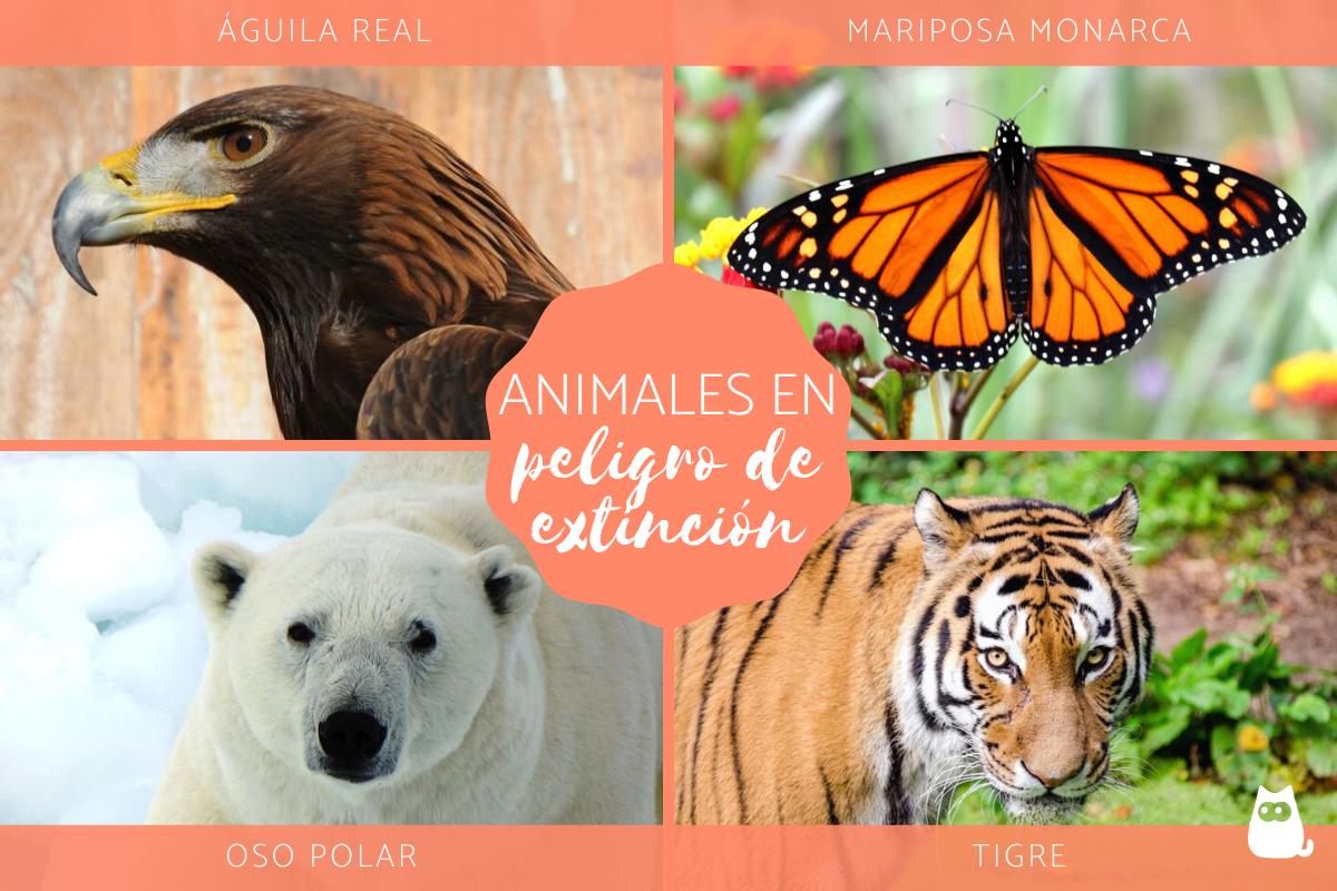 Animales en peligro de extinción en el mundo