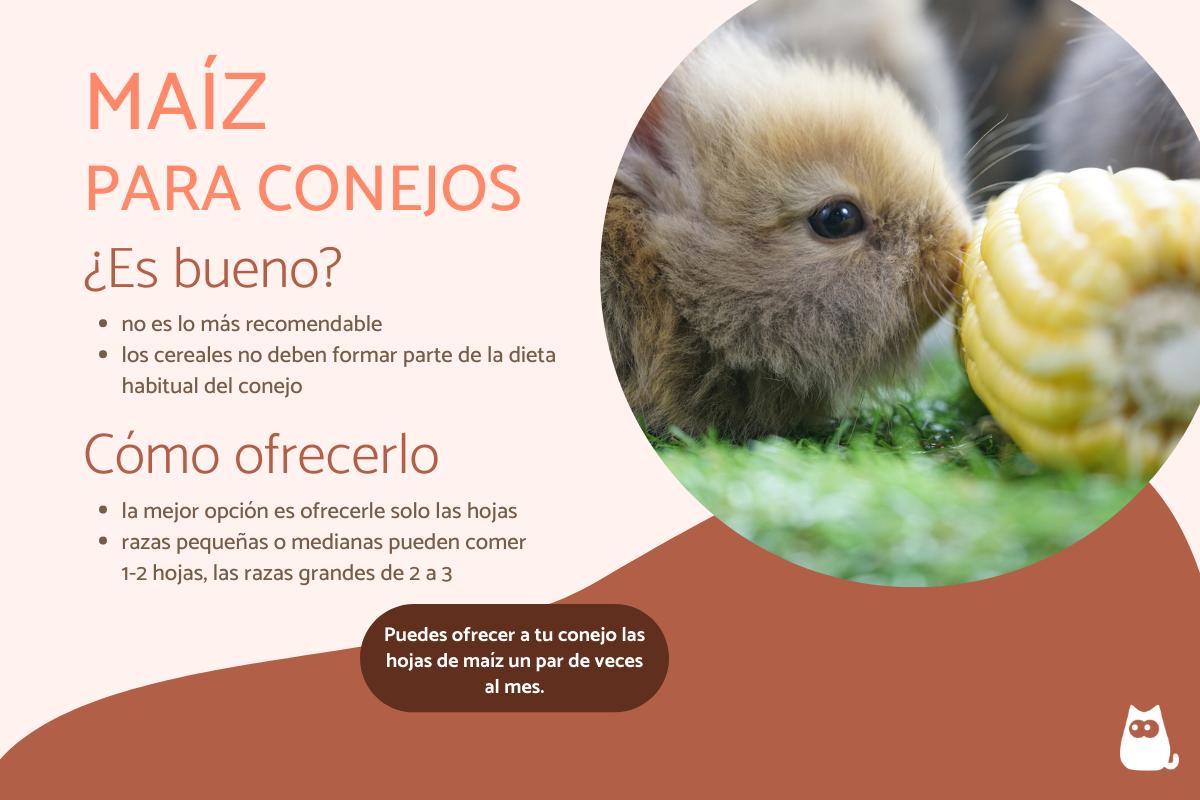 ¿Los conejos pueden comer elote?