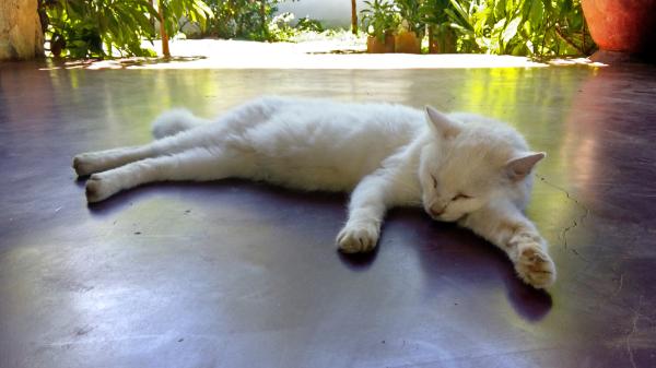 Ni baños ni estrés: 5 formas seguras de refrescar a tu gato en verano sin mojarlo - Los gatos son mucho más sensibles al calor de lo que parece