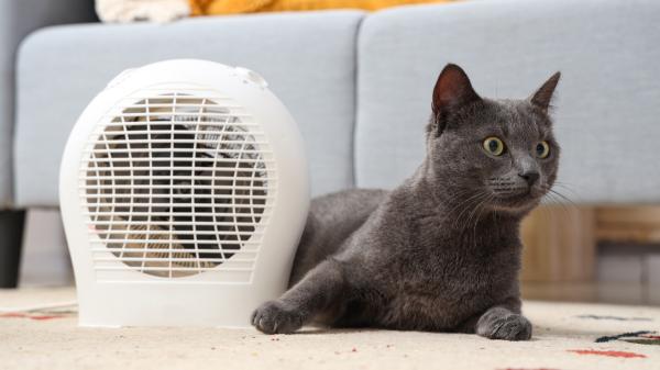 Ni baños ni estrés: 5 formas seguras de refrescar a tu gato en verano sin mojarlo - Los mejores trucos para refrescar a un gato sin mojarlo