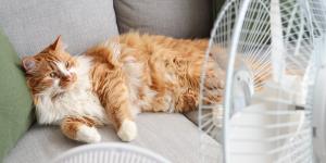 Ni baños ni estrés: 5 formas seguras de refrescar a tu gato en verano sin mojarlo