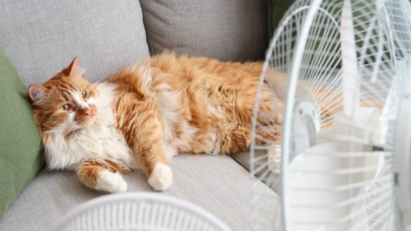 Ni baños ni estrés: 5 formas seguras de refrescar a tu gato en verano sin mojarlo