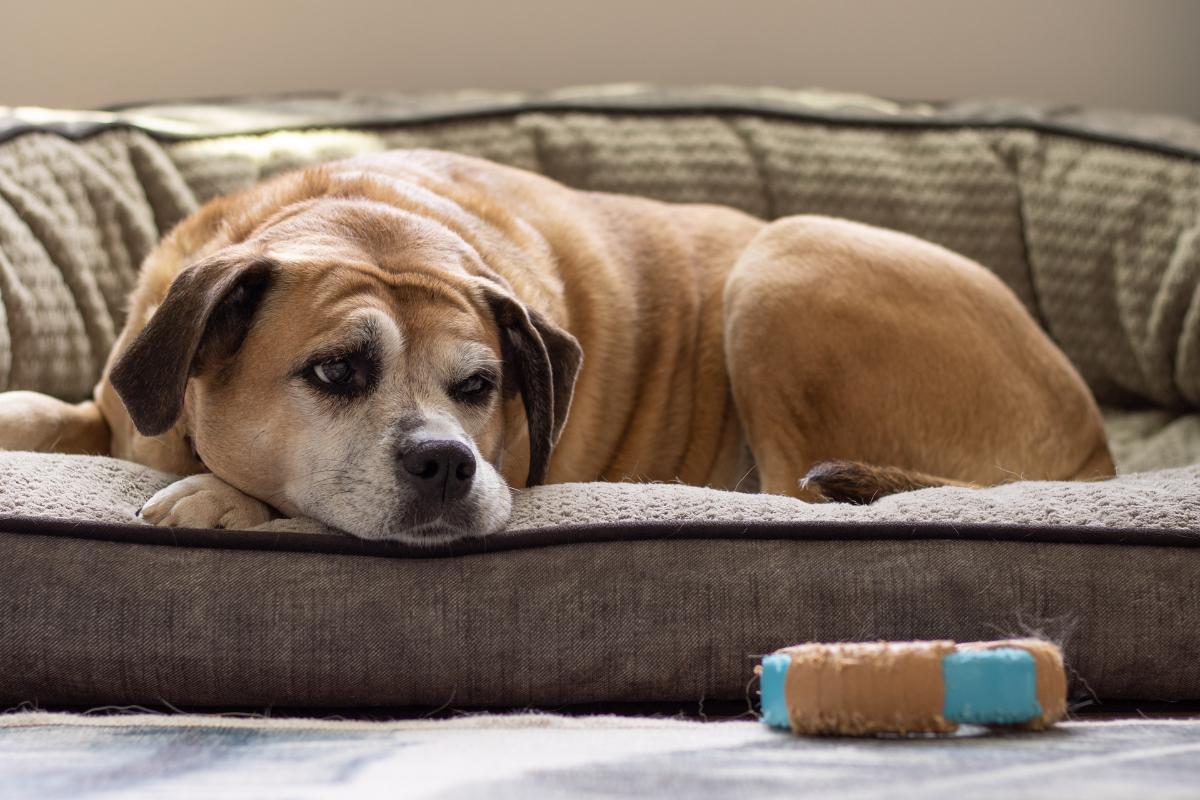 Sacrificar a un perro con demencia, ¿sí o no?