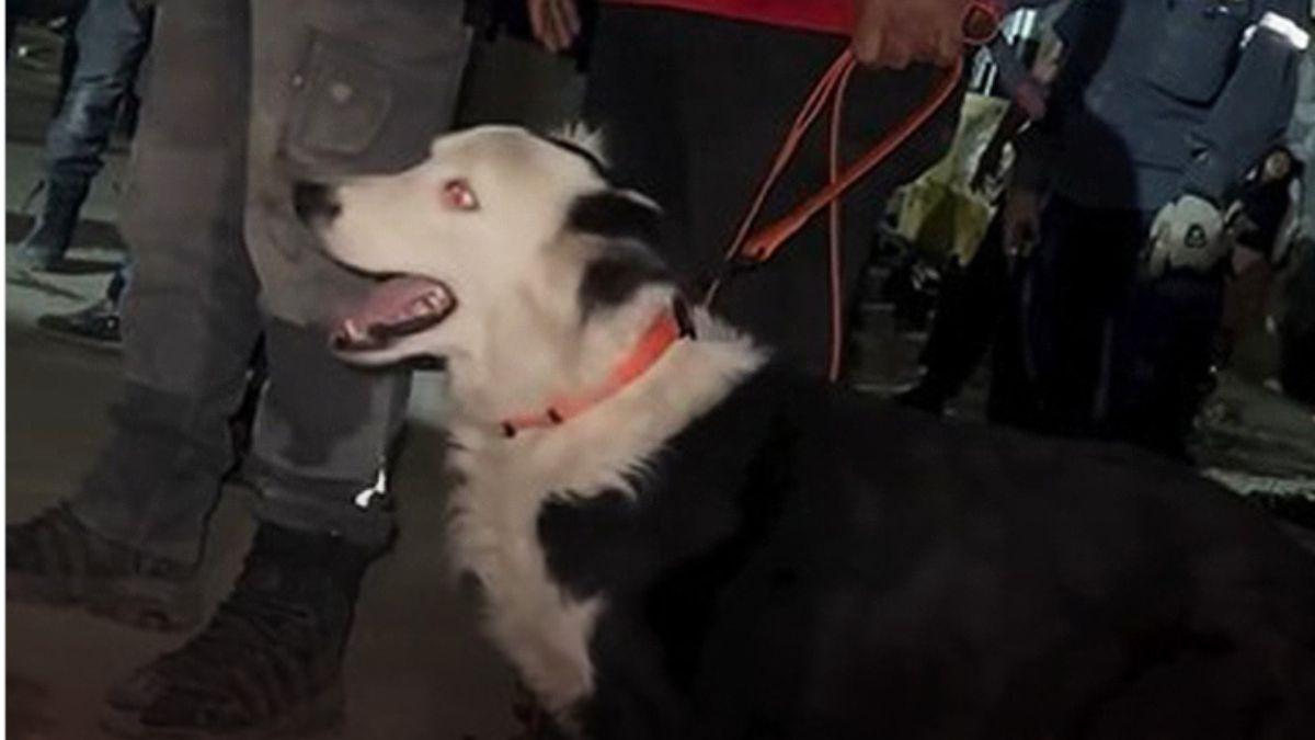 De perro maltratado a salvar vidas: Tsunami busca supervivientes tras los terremotos en Venezuela