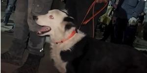 De perro maltratado a salvar vidas: Tsunami busca supervivientes tras los terremotos en Venezuela