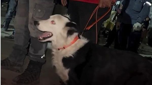 De perro maltratado a salvar vidas: Tsunami busca supervivientes tras los terremotos en Venezuela
