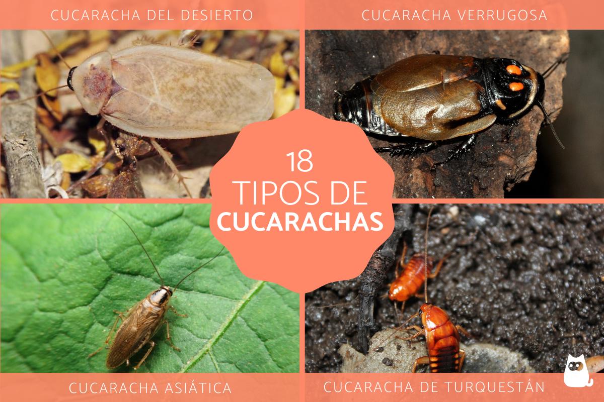 Tipos de cucarachas