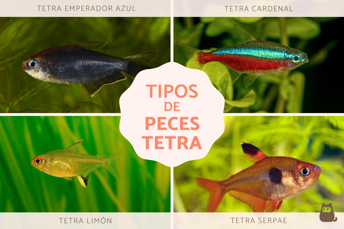 Tipos de peces tetra