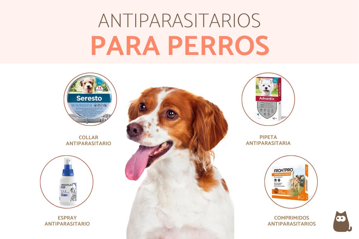 Antiparasitarios para perros: tipos, marcas y cada cuánto tiempo usarlos