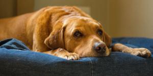 Los veterinarios coinciden: el 77% de los españoles teme no saber cuidar a su mascota cuando envejezca