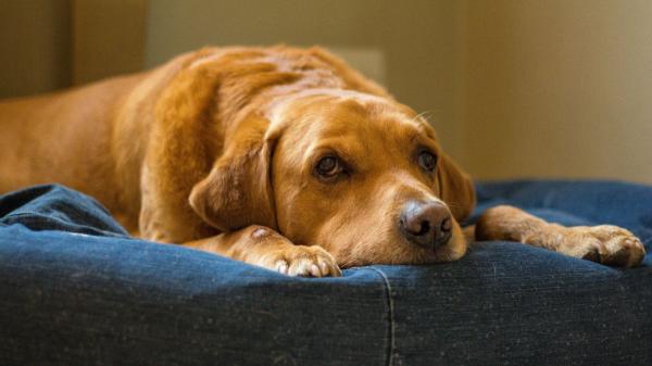 Los veterinarios coinciden: el 77% de los españoles teme no saber cuidar a su mascota cuando envejezca