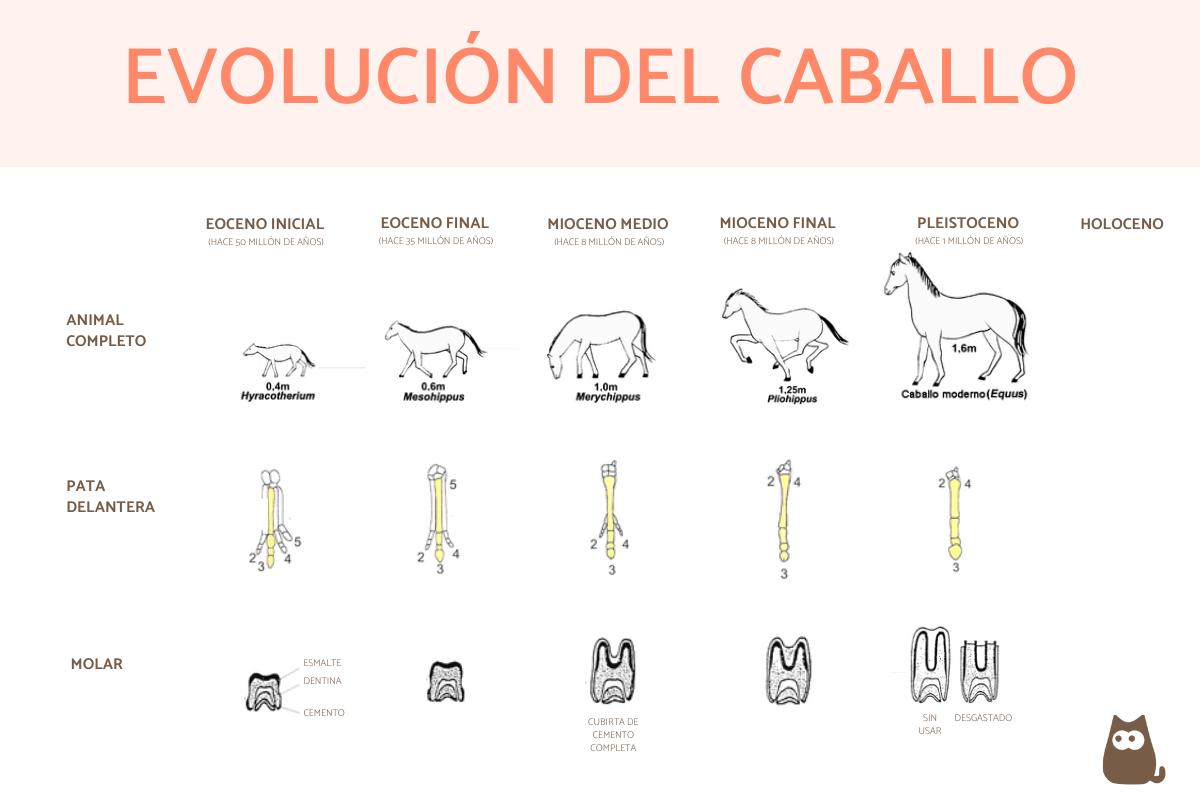 Origen y evolución del caballo
