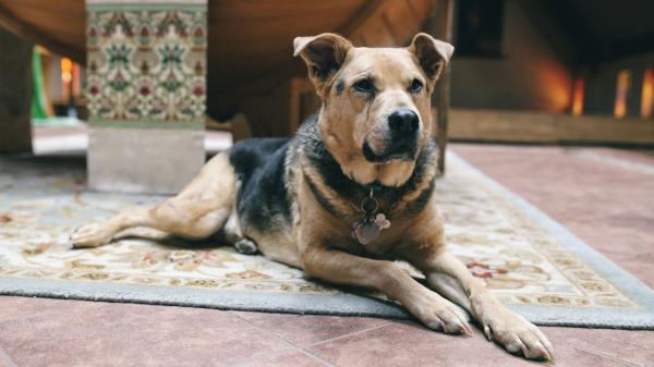 Los veterinarios coinciden: el 77% de los españoles teme no saber cuidar a su mascota cuando envejezca - Se mueve más despacio, duerme más o deja de jugar: las señales de que tu mascota está envejeciendo