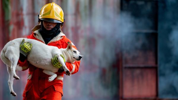 La cara solidaria de los incendios en España: más de 100 puntos de recogida para ayudar a los animales afectados - La Comunidad de Madrid habilita estos lugares para canalizar la ayuda a los animales afectados
