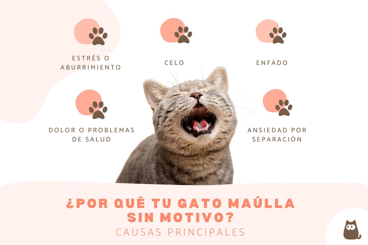 Mi gato maúlla sin motivo: causas y qué hacer