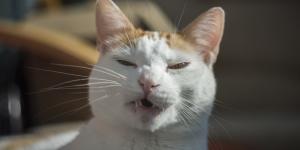 ¿Por qué mi gato estornuda mucho?