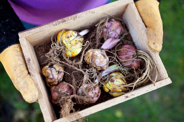 Plantar lirios y cuidar la fauna: flores que benefician a abejas y mariposas - ¿Cómo elegir los bulbos de lirio adecuados?