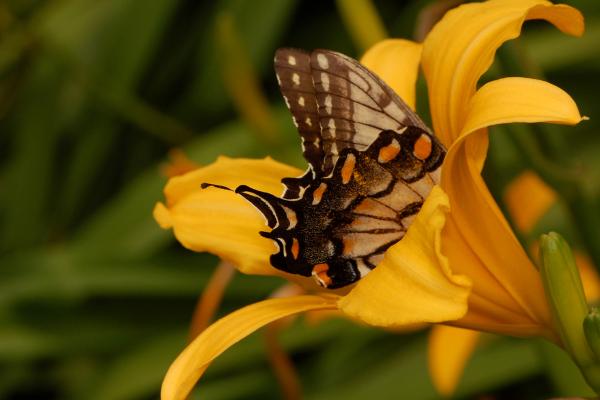 Plantar lirios y cuidar la fauna: flores que benefician a abejas y mariposas - Consejos finales para un jardín con polinizadores