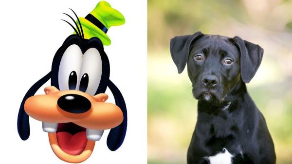 La pregunta que muchos fans de Disney se hacen desde hace años: ¿Qué animal es Goofy? - Características físicas de Goofy que demuestran que es un perro