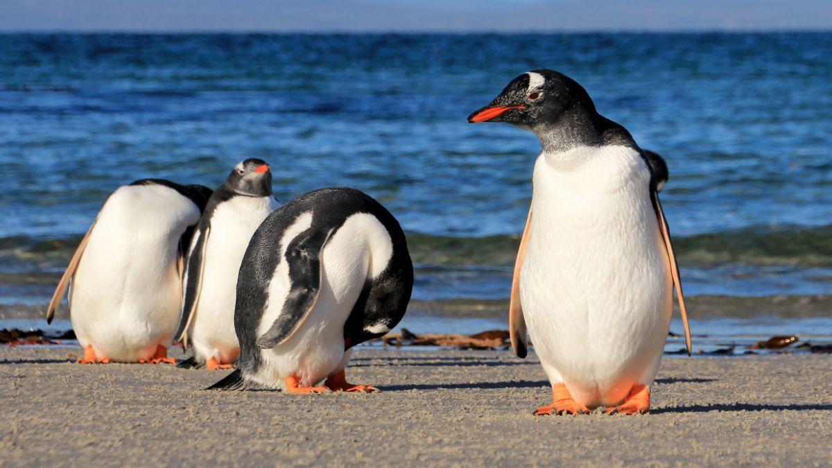 Descubren una nueva especie de pingüino por primera vez en más de un siglo: llevaba décadas pasando inadvertida entre los pingüinos ya conocidos