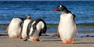 Descubren una nueva especie de pingüino por primera vez en más de un siglo: llevaba décadas pasando inadvertida entre los pingüinos ya conocidos