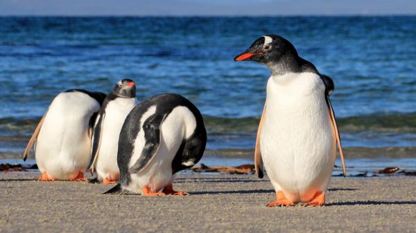 Descubren una nueva especie de pingüino por primera vez en más de un siglo: llevaba décadas pasando inadvertida entre los pingüinos ya conocidos